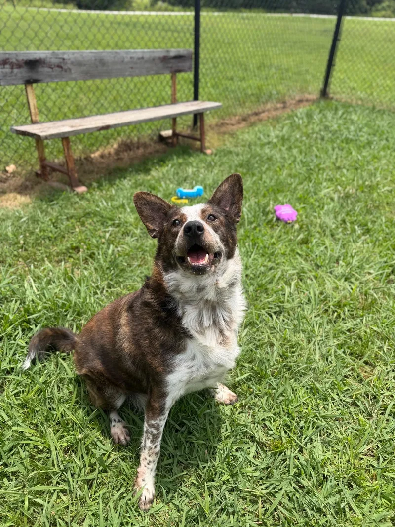A young large-sized male Bicolor Australian Cattle Dog / Blue Heeler dog named Gambit for adoption in Lebanon, TN