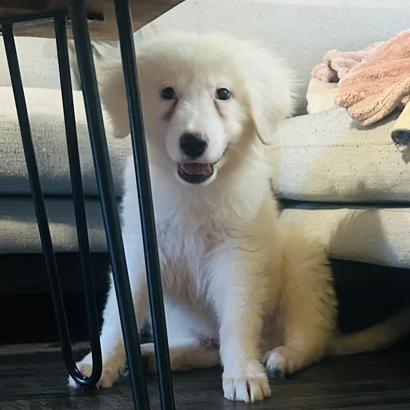 Snowball