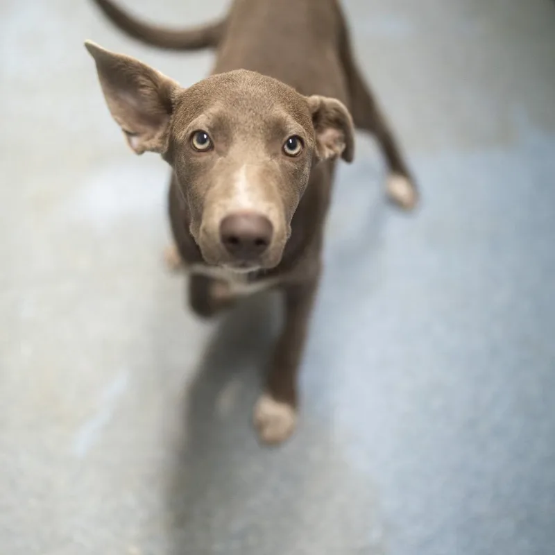 A baby medium-sized female Gray / Blue / Silver Vizsla dog named Gabby for adoption in Pawling, NY