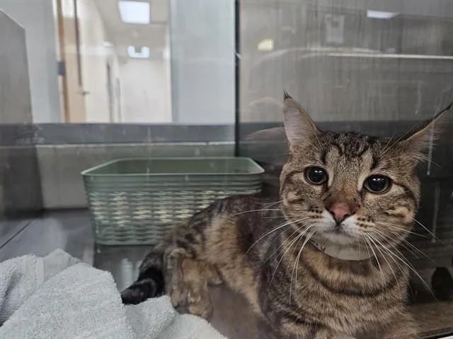 A young medium-sized male Domestic Short Hair cat named Mountain for adoption in Pueblo, CO