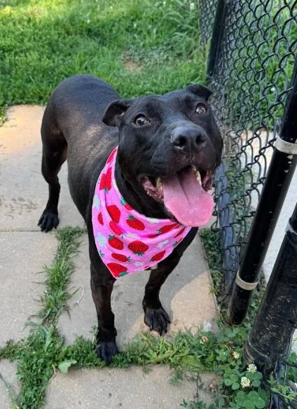 An adult medium-sized female Terrier dog named Vanta for adoption in Haw River, NC