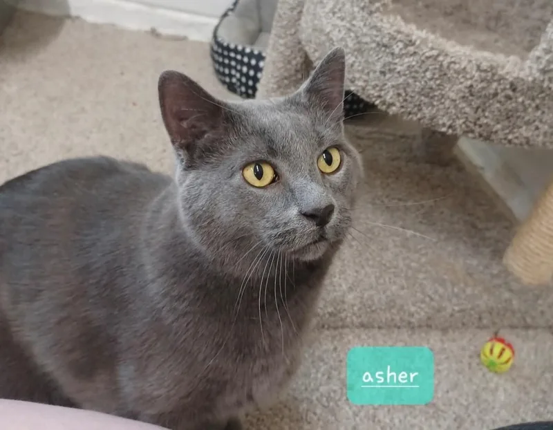 An adult medium-sized male Gray / Blue / Silver Domestic Short Hair cat named Asher for adoption in Walworth, WI