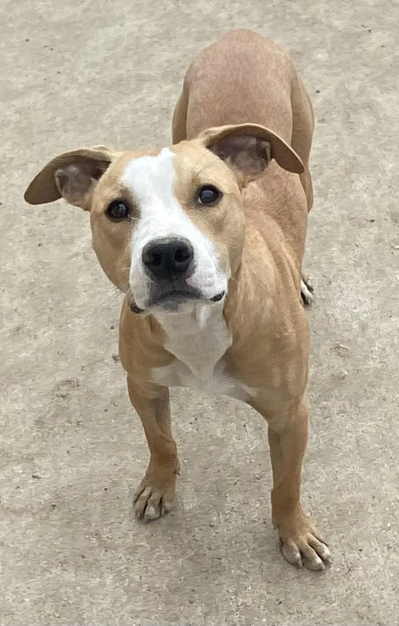 Sable! Gorgeous Gentle Girl! thumbnail 2