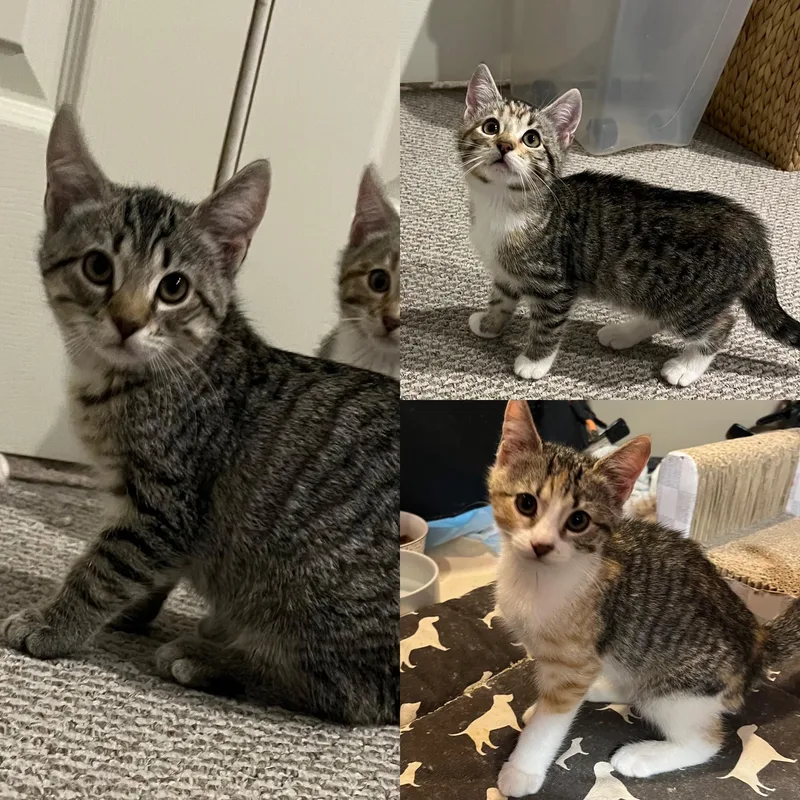 A baby medium-sized female Tabby cat named Penelope  Philippa  for adoption in Avondale, PA