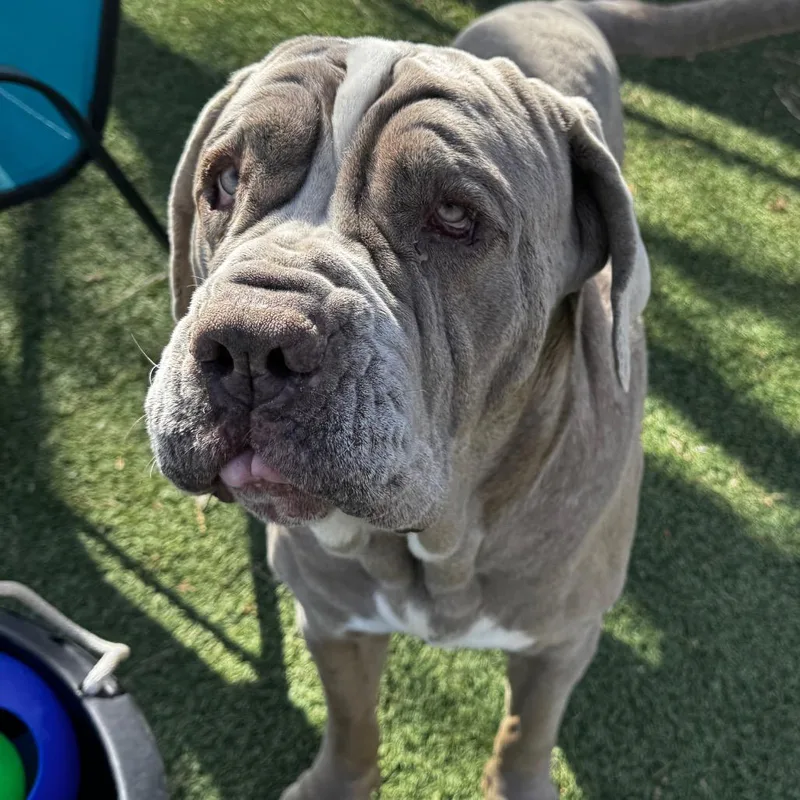 A senior extra large-sized male Gray / Blue / Silver Neapolitan Mastiff dog named Doc Jiggles for adoption in Branford, CT