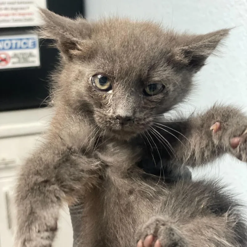 A baby small-sized male Gray / Blue / Silver Domestic Medium Hair cat named Kershaw for adoption in Riverside, CA
