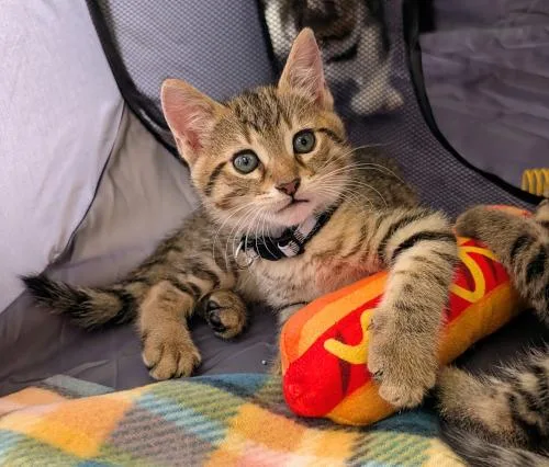 A baby medium-sized male Domestic Short Hair cat named Johnny for adoption in Oak Ridge, TN