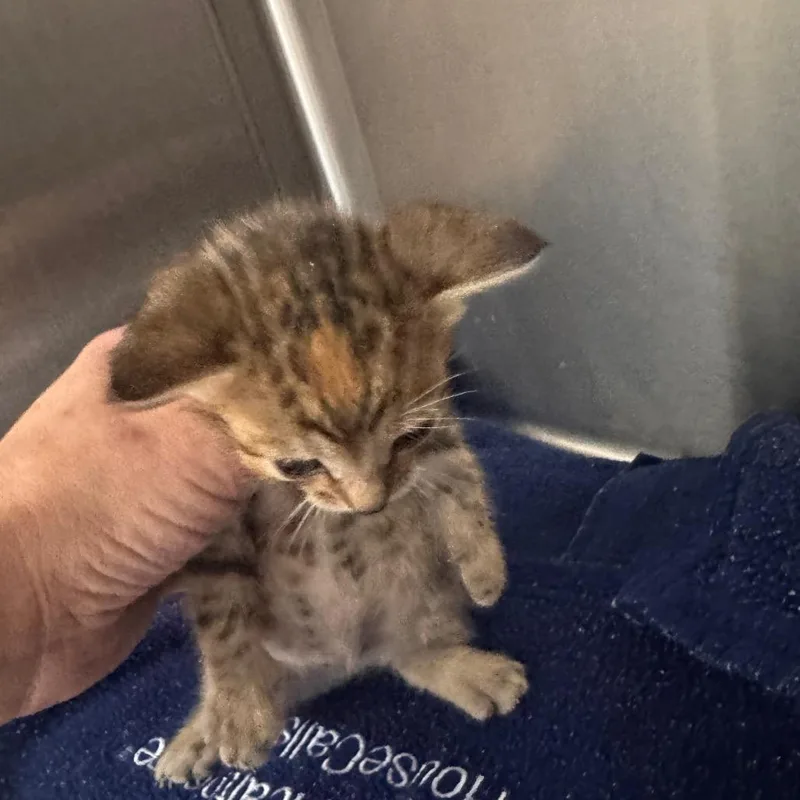 A baby small-sized female Brown / Chocolate Domestic Short Hair cat named Noodle for adoption in Clearwater, FL
