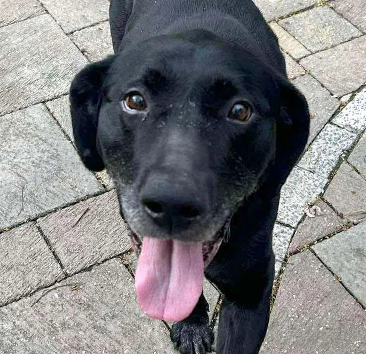 An adult medium-sized male Black Labrador Retriever dog named Ronald for adoption in Kansas City, KS