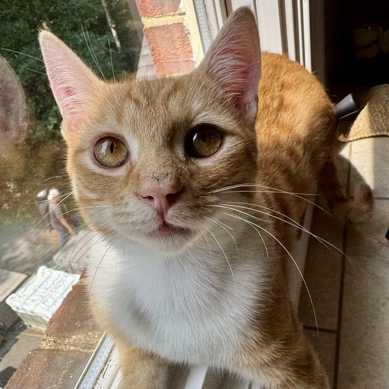 A baby small-sized male Tabby (Orange / Red) Domestic Short Hair cat named Mr. Biscuit for adoption in Richmond, VA