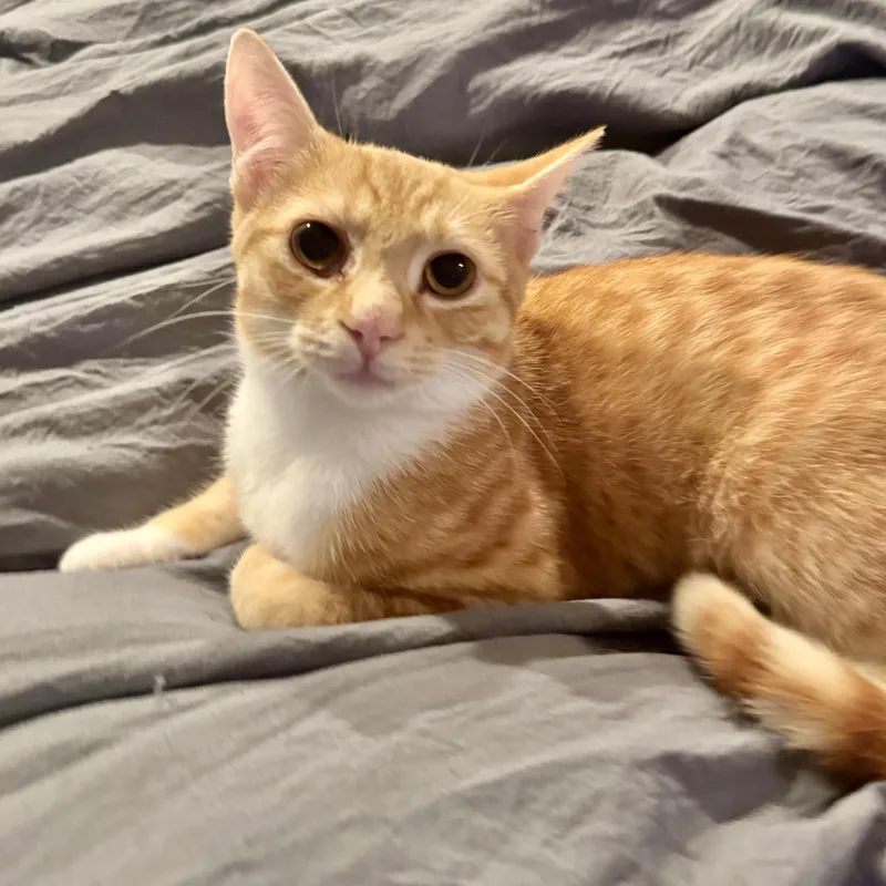 Mr. Biscuit thumbnail 2