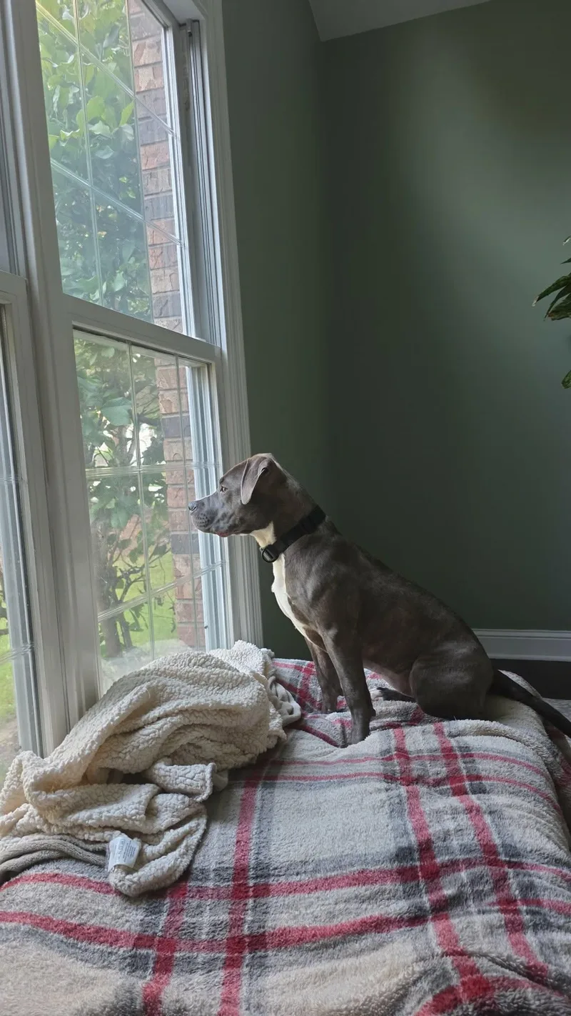 A young large-sized female Pit Bull Terrier dog named Michele for adoption in Waterloo, IA