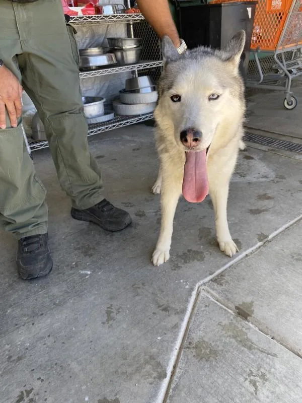 An adult large-sized female Siberian Husky dog named Hope for adoption in Victorville, CA