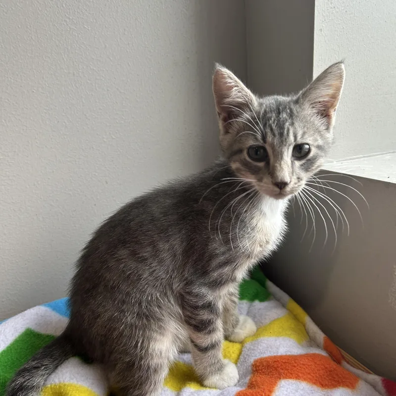 A baby small-sized male Domestic Short Hair cat named Heath for adoption in Seward, NE