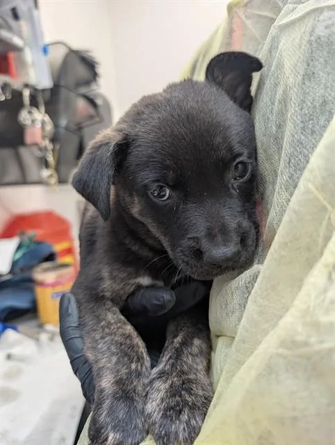 A baby small-sized male Pit Bull Terrier dog named Sven for adoption in Tucson, AZ