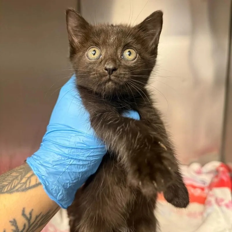 A baby small-sized male Black Domestic Short Hair cat named Casper for adoption in Martinsville, VA