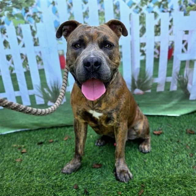 A young large-sized male Pit Bull Terrier dog named K.c. for adoption in Long Beach, CA