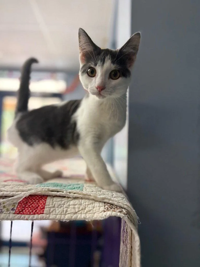A baby small-sized male Domestic Short Hair cat named Skittles for adoption in Lovingston, VA