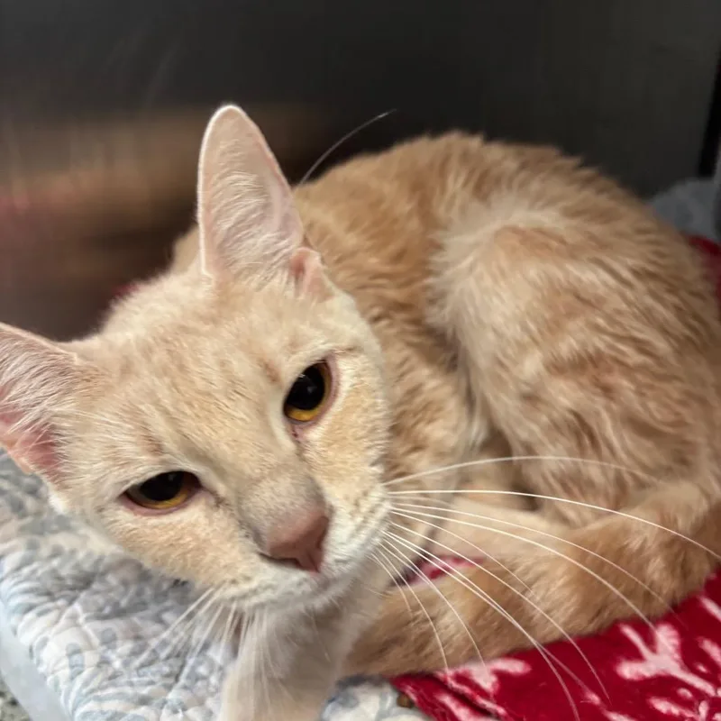 A young medium-sized female Buff / Tan / Fawn Domestic Short Hair cat named Tulip for adoption in Lakeland, FL
