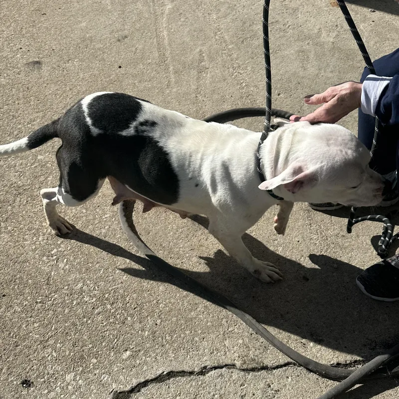 An adult medium-sized female Black Pit Bull Terrier dog named Athena for adoption in Trenton, MO