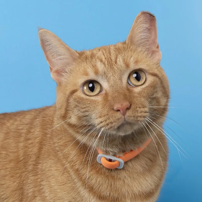 An adult large-sized female Orange / Red Domestic Short Hair cat named Cricket for adoption in Franklin, TN