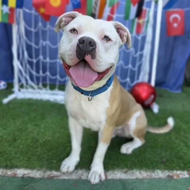 A young large-sized male Pit Bull Terrier dog named Mr Worldwide for adoption in Long Beach, CA