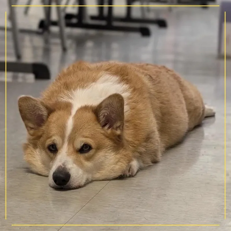 An adult medium-sized male Yellow / Tan / Blond / Fawn Corgi dog named Loki for adoption in Springfield, IL
