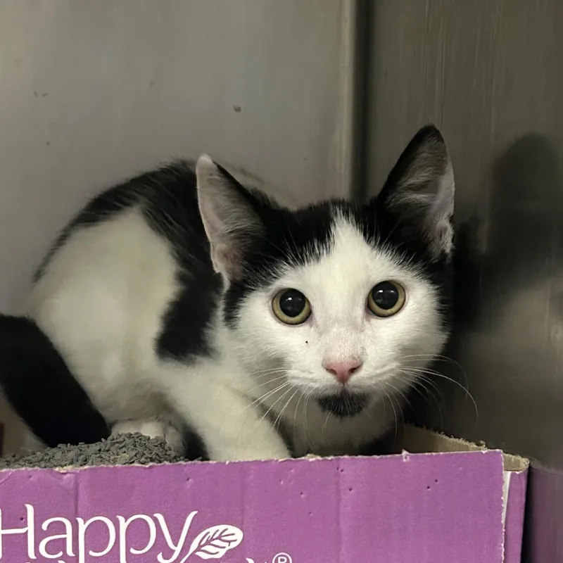 A baby small-sized male White Domestic Short Hair cat named Timmy for adoption in Charleston, WV