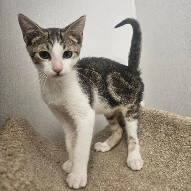 A baby small-sized male Brown / Chocolate Domestic Short Hair cat named Expresso for adoption in Grantsville, UT
