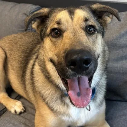 An adult large-sized male Bicolor Mixed Breed dog named Jovi for adoption in Lansing, MI