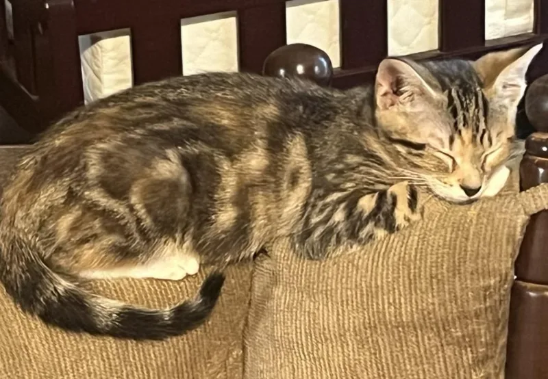 A baby medium-sized female Domestic Short Hair cat named Zasha for adoption in Youngsville, NC