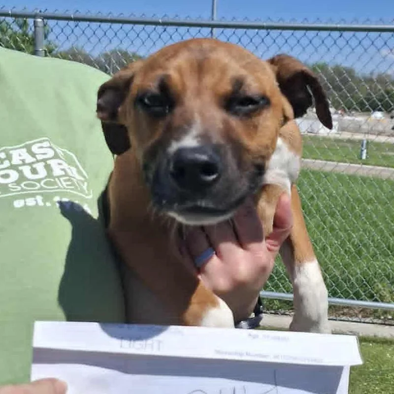 A baby small-sized female Brown / Chocolate Hound dog named Light for adoption in Hannibal, MO