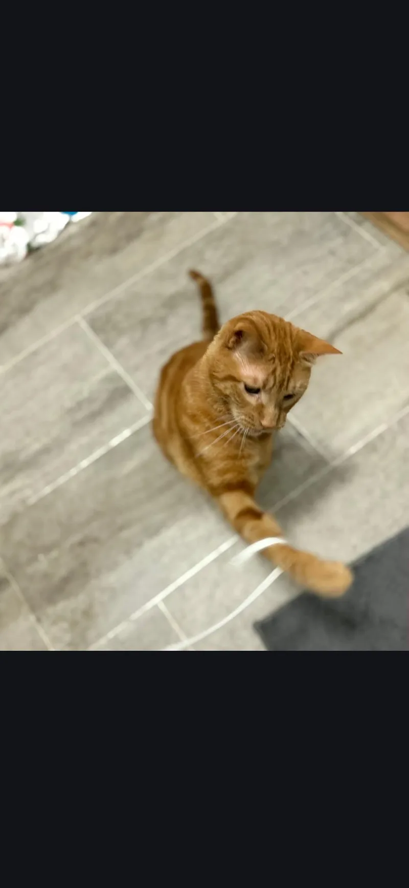 An adult large-sized male Orange / Red Domestic Short Hair cat named Squid for adoption in Blacksburg, VA