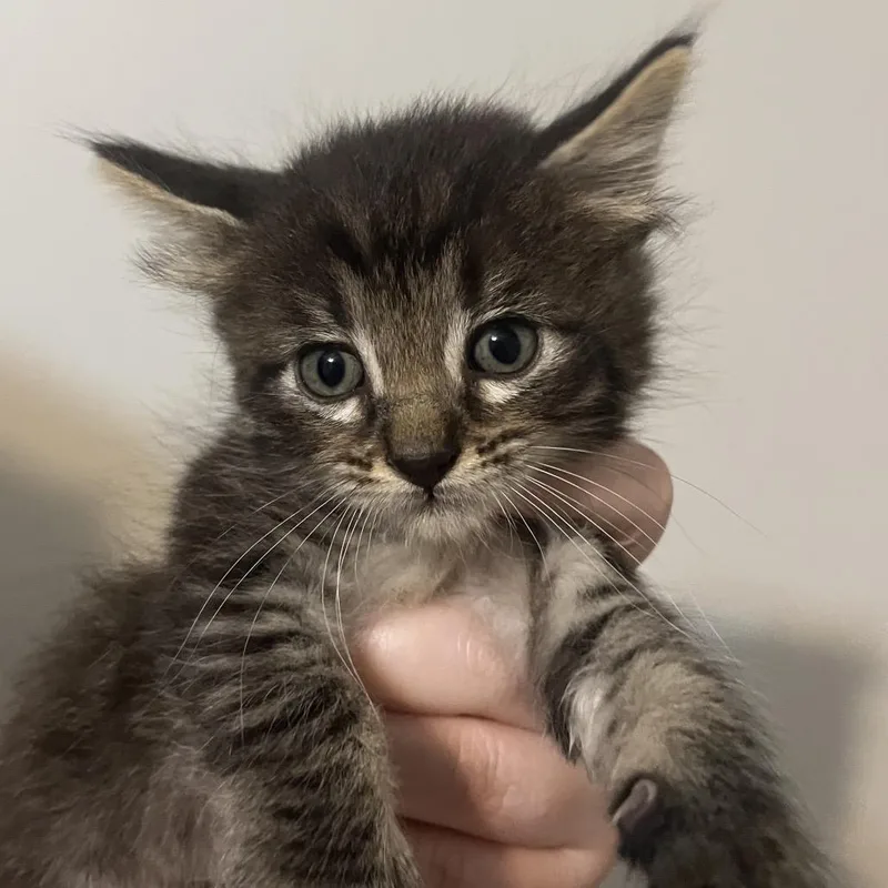 A baby small-sized male Black Domestic Short Hair cat named Anchor for adoption in Brownsboro, AL