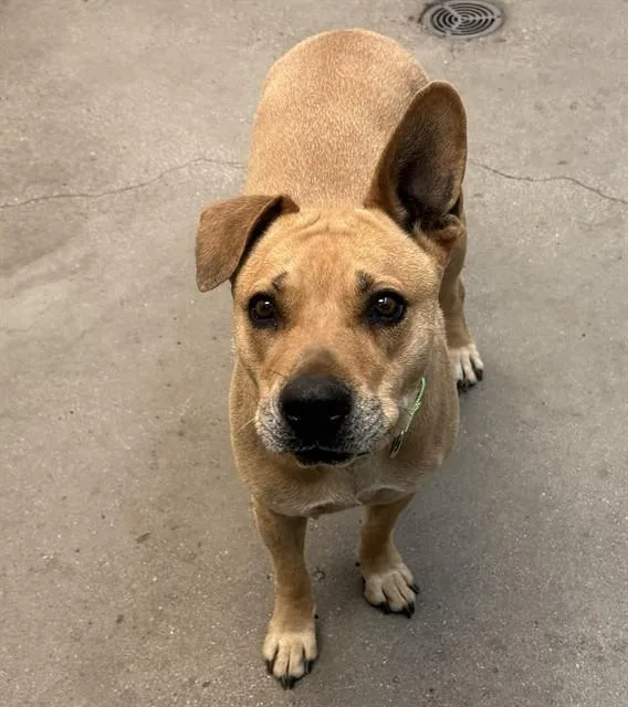 A young large-sized female German Shepherd Dog dog named Tiny for adoption in Tucson, AZ