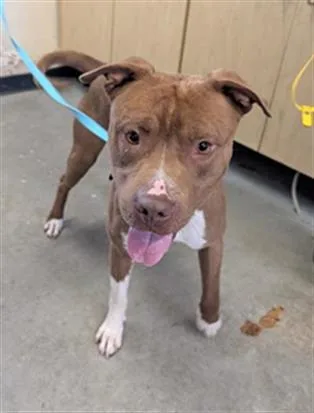 A young large-sized male Pit Bull Terrier dog named Fudge for adoption in Camarillo, CA