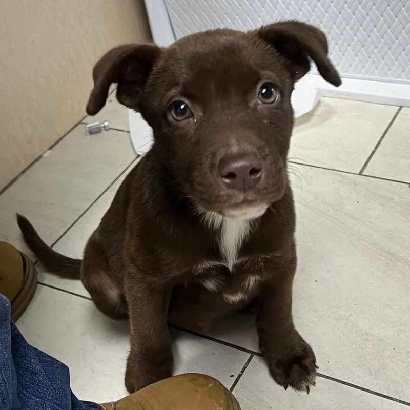 A baby small-sized male Brown / Chocolate Labrador Retriever dog named Wayne for adoption in Lufkin, TX