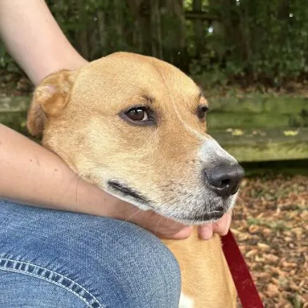 An adult large-sized male Labrador Retriever dog named Chase for adoption in South Elgin, IL