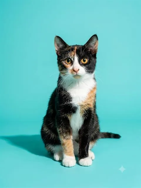 A young small-sized female Domestic Short Hair cat named Swiss Cheese for adoption in Jacksonville, FL