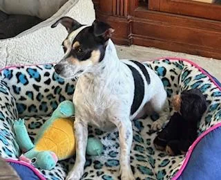 A young small-sized female Toy Fox Terrier dog named Sassy for adoption in Tifton, GA
