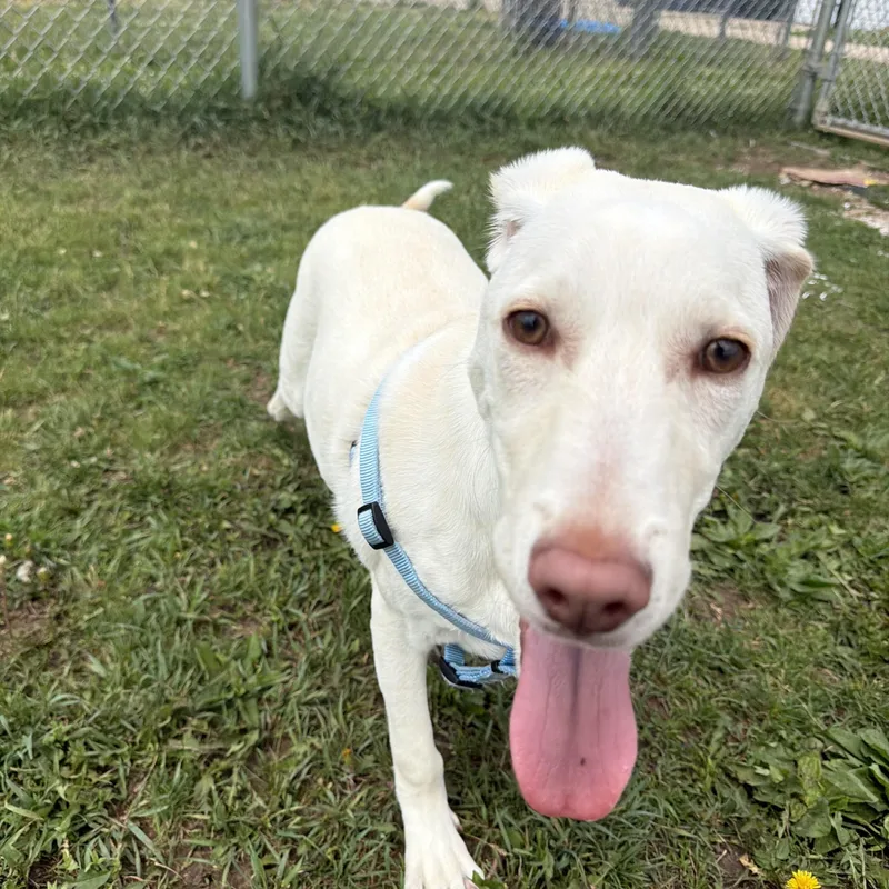 A young large-sized male White / Cream Labrador Retriever dog named Kody for adoption in Dodgeville, WI