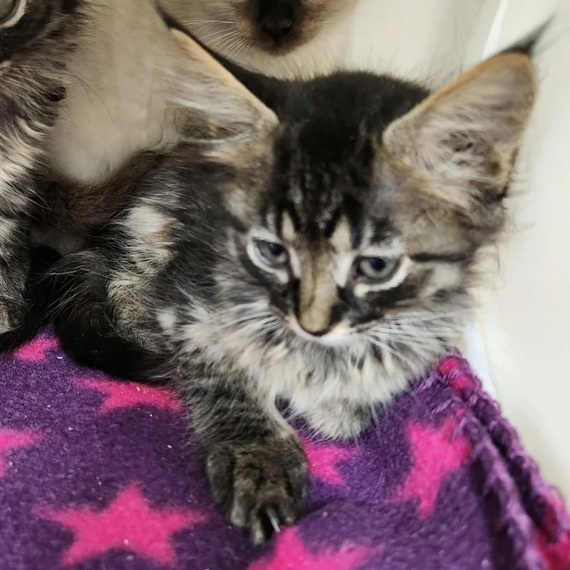 A baby small-sized female Domestic Long Hair cat named Dalainey for adoption in Leander, TX