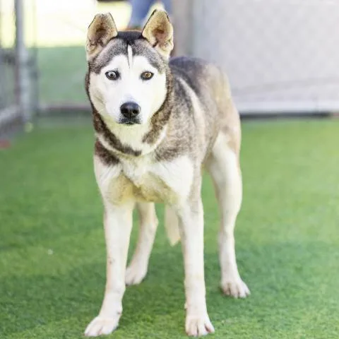A young large-sized female Siberian Husky dog named Raven for adoption in Camarillo, CA
