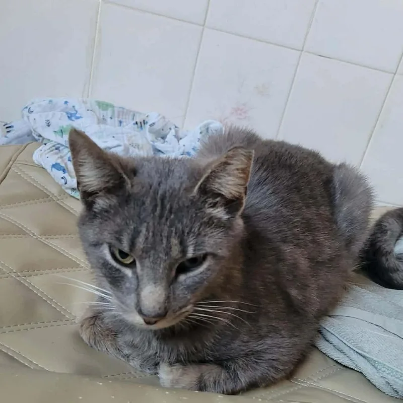 An adult small-sized female Gray / Blue / Silver Domestic Short Hair cat named Little Frog for adoption in Quakertown, PA