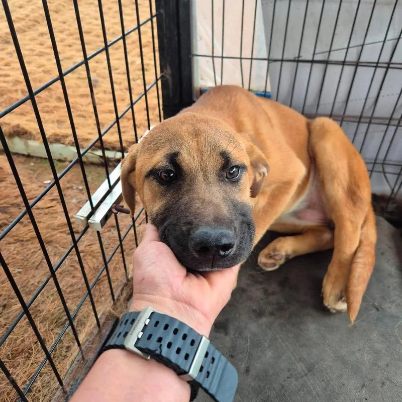 A young small-sized female Brown / Chocolate Jindo dog named Daisy for adoption in Northbrook, IL