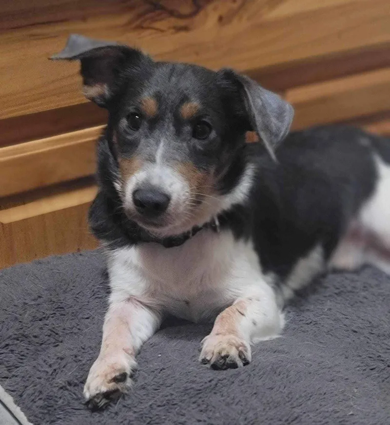 An adult small-sized male Mixed Breed dog named Spike for adoption in Fairmont, WV