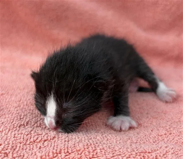 A baby medium-sized male Domestic Short Hair cat named Virgo for adoption in Dallas, TX