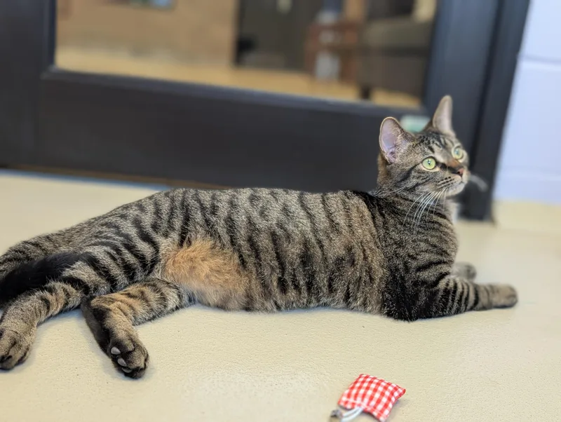 An adult large-sized male Tabby (Brown / Chocolate) Domestic Short Hair cat named Gibby for adoption in Jefferson, WI