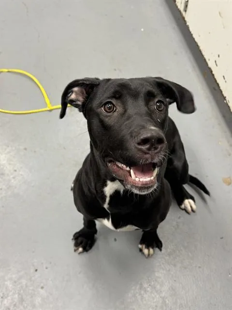 A young medium-sized female Labrador Retriever dog named Rabbit for adoption in Peoria, IL