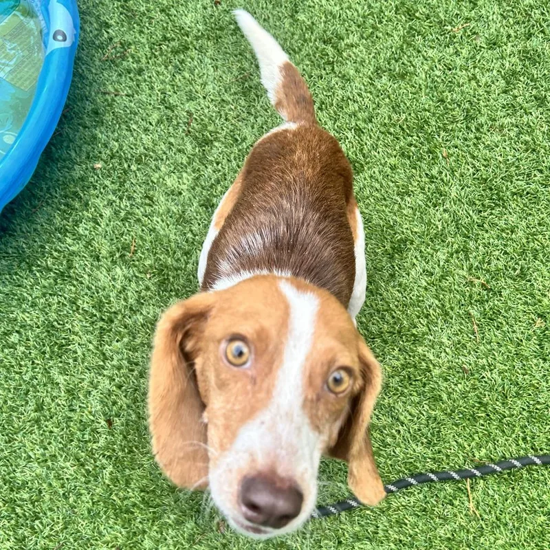 An adult small-sized male Brown / Chocolate Beagle dog named Everything Beagle for adoption in Troy, VA